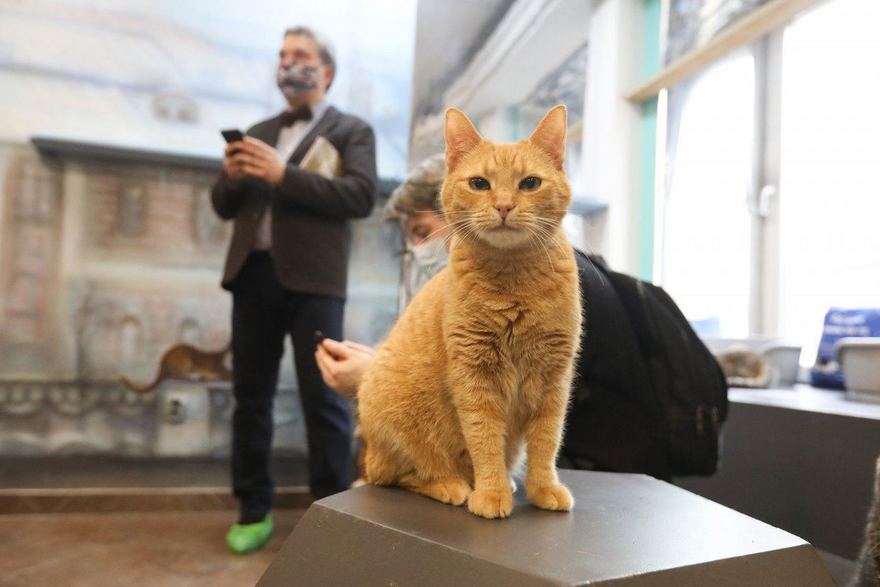 Кот-почтальон доставил первое письмо