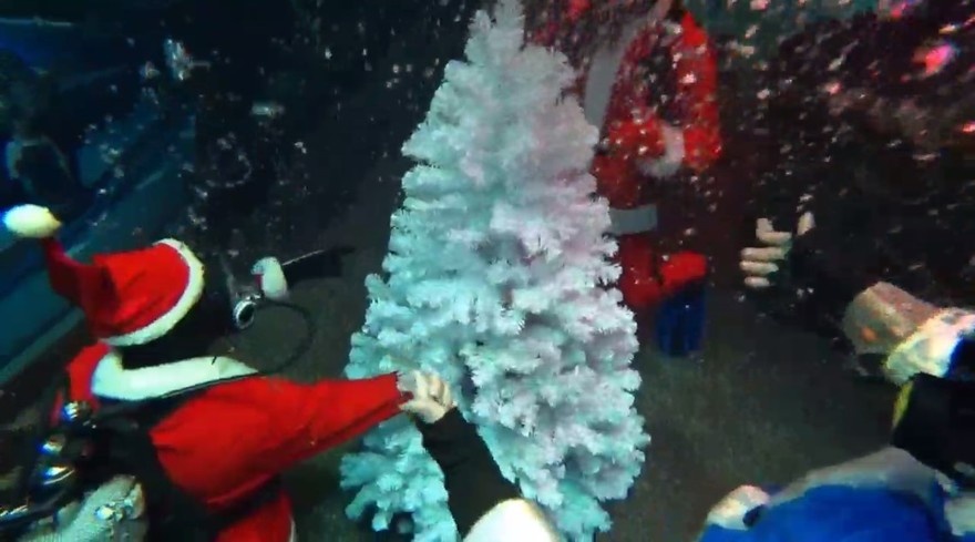 В петербургском океанариуме в главном аквариуме установили елку 