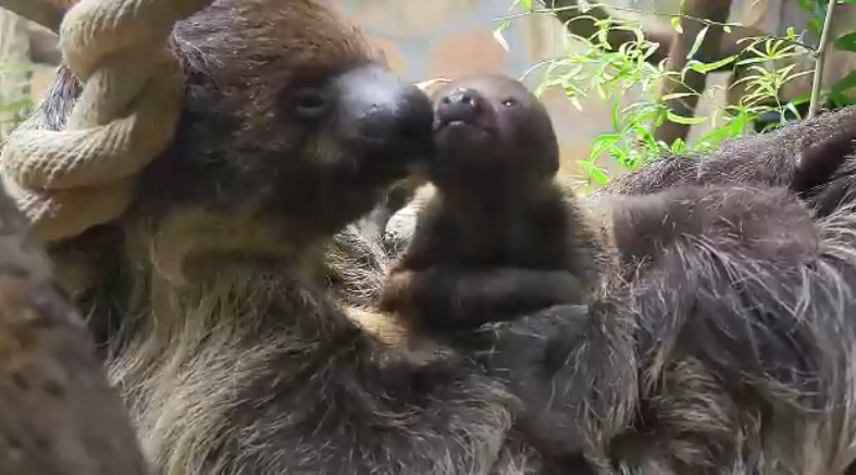 У двупалых ленивцев в Ленинградском зоопарке родился малыш