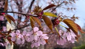 В Ботаническом саду начала цвести сакура