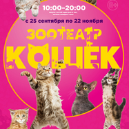 Зоотеатр кошек г. Петропавловск-Камчатский