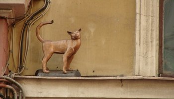 Похищение кошки Василисы с Малой Садовой