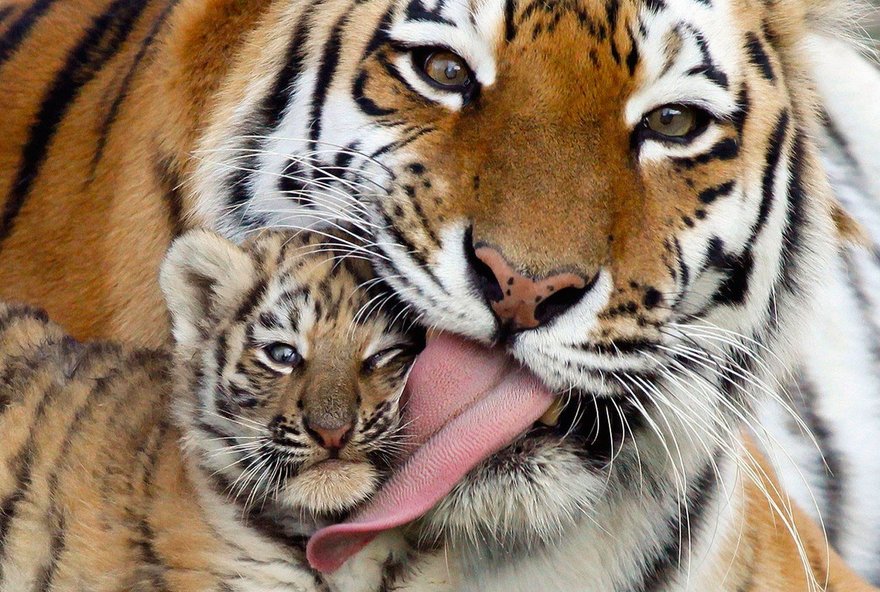 Международный день тигра в Ленинградском зоопарке 