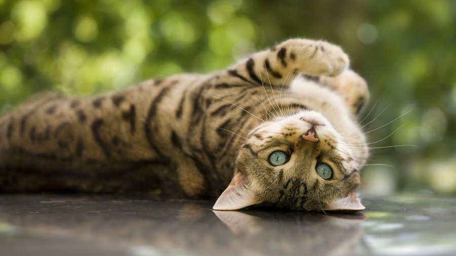 Петербуржцы смогут приютить чистокровных бенгальских кошек из котокафе