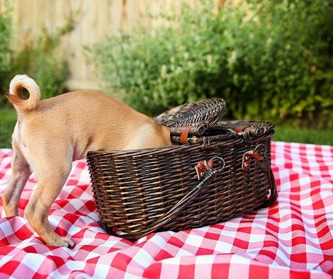 DOG-пикник «Один день из жизни собаки»