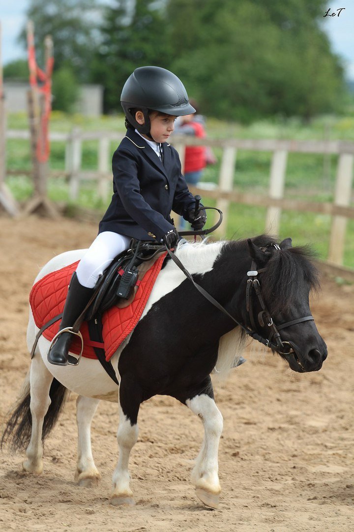 Western Horse