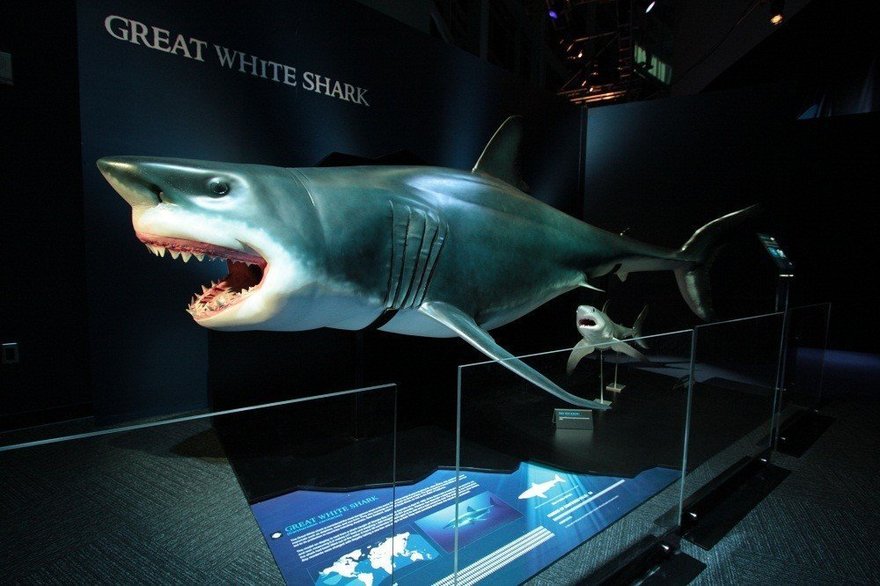 8. Международная выставка «Мир акул. Глубокое погружение»