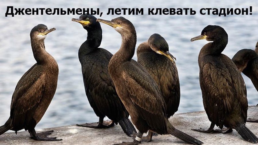 У бакланов с «Зенит-Арены» появился аккаунт в Twitter 