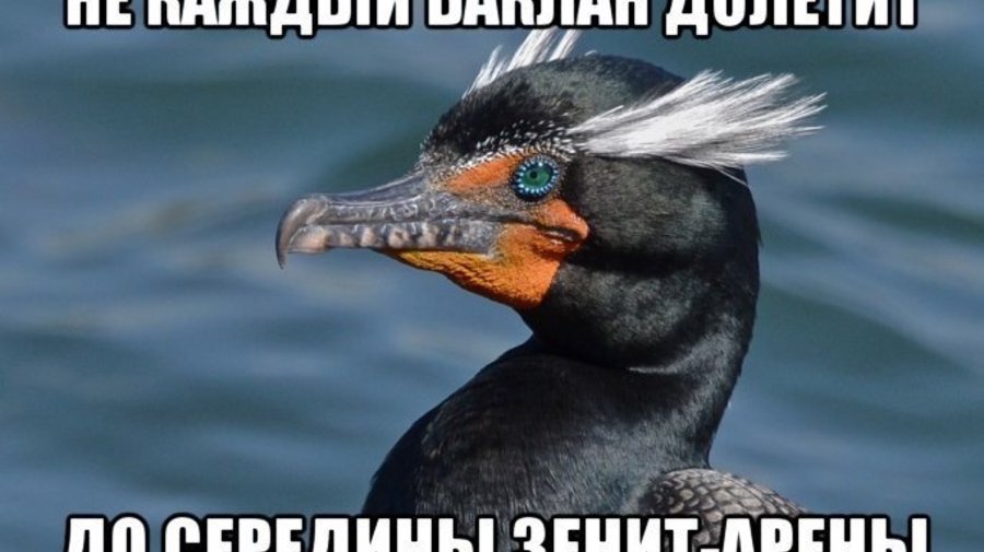 Албин опубликовал лучшие мемы про бакланов