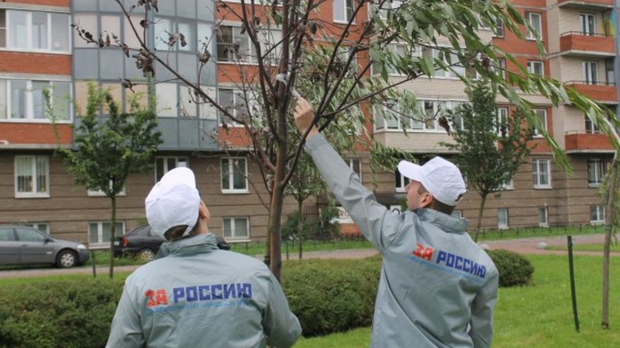Садовники «озеленили» засохшие деревья в парке, приклеив зелёные ветки на скотч
