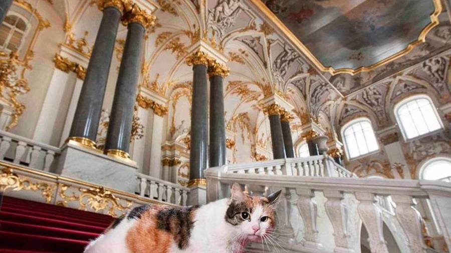 Все эрмитажные котики живы!