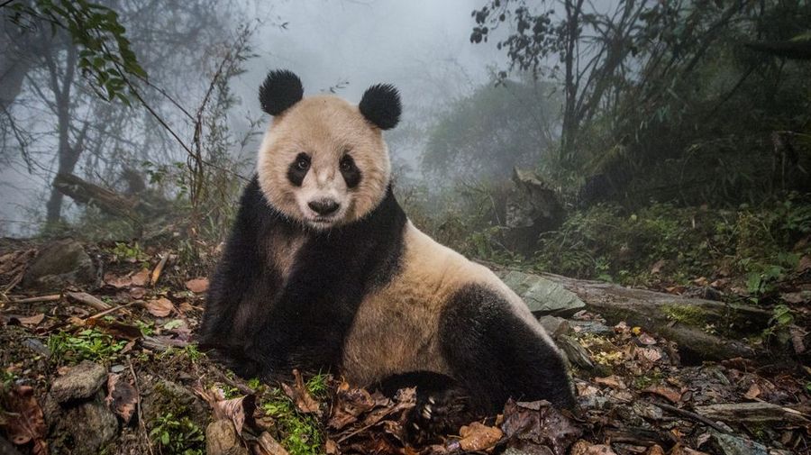 World Press Photo 2017
