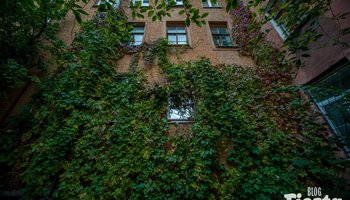 7 атмосферных дворов и домов в Петербурге, увитых плющом