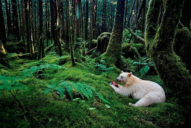 15. Последние дни работы выставки 125 лет National Geographic