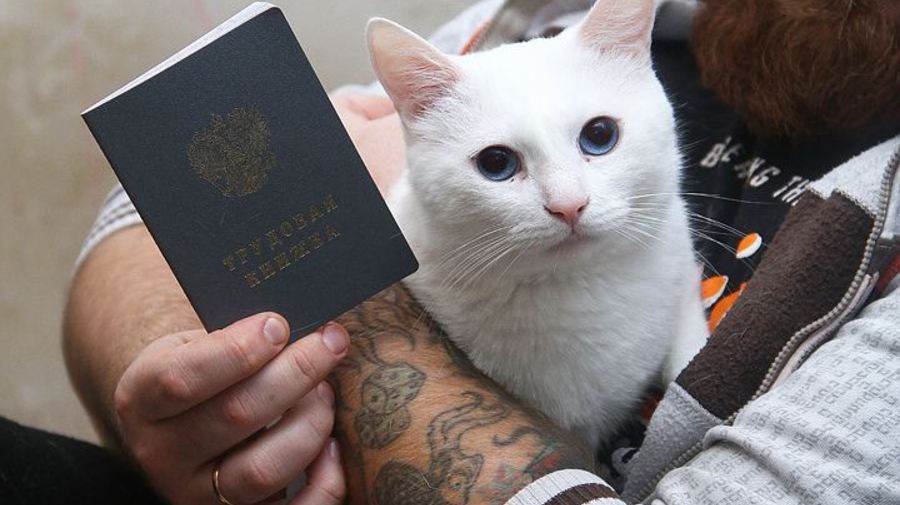 Впервые в России кот получил трудовую книжку и зарплату