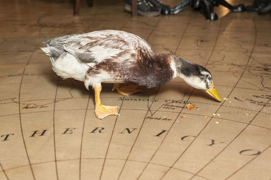 Wild Duck