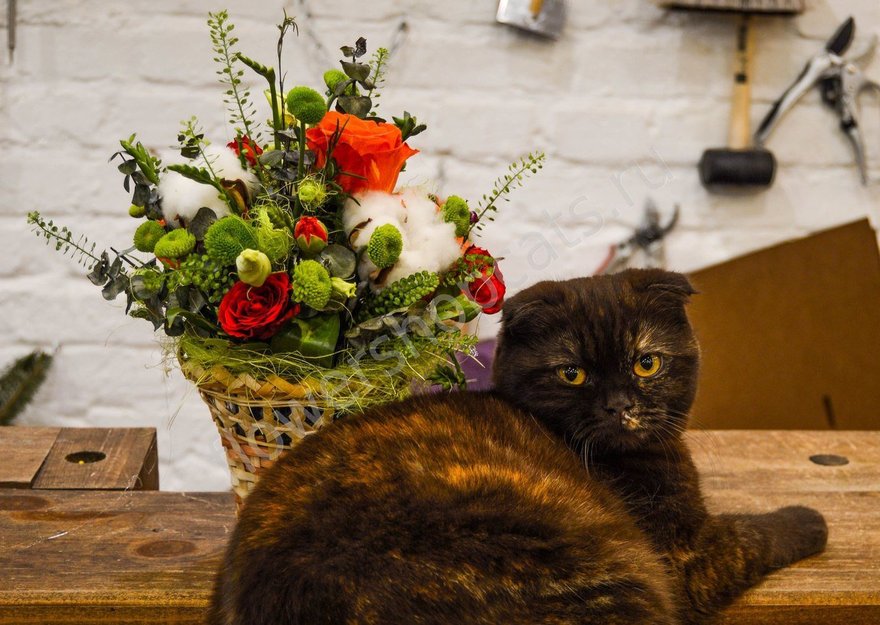 Flowershopcats