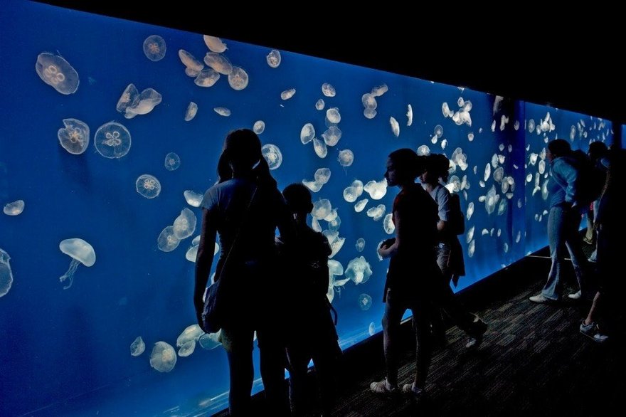 Новогодние забавы в океанариуме SEA LIFE