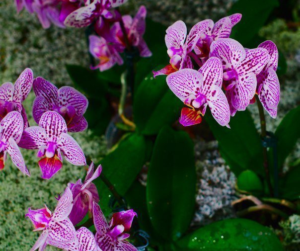 Выставка орхидей и бромелий «Осколки радуги» 