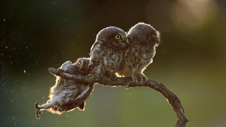 Самые смешные фотографии мира животных выбрали на конкурсе Comedy Wildlife Photography Awards