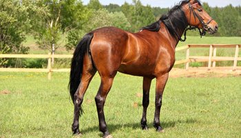 Конно-спортивный клуб «Western Horse»