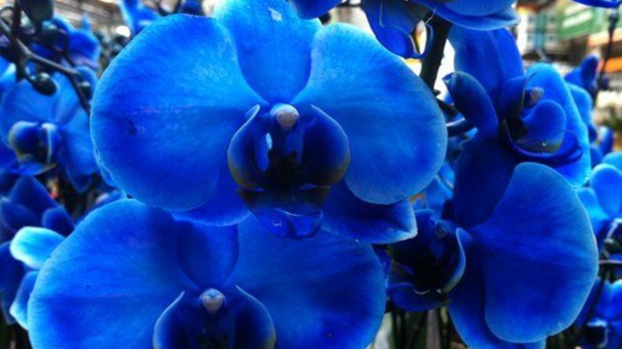 www.orchidei.info