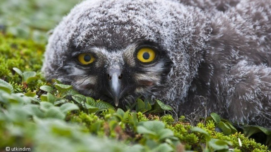 http://www.nat-geo.ru/photocontest/1-fotokonkurs-dikaya-priroda-rossii-2013/page/32/