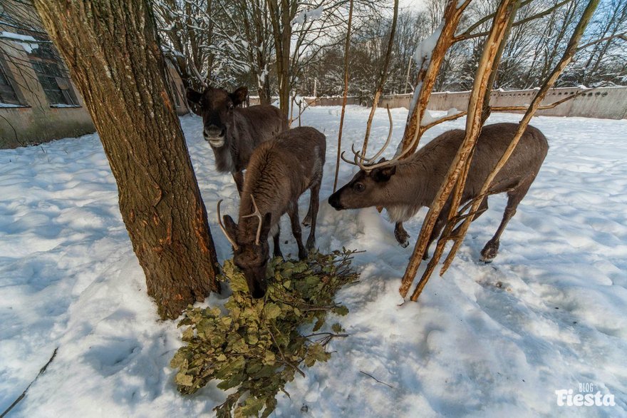 Кормушка для оленей