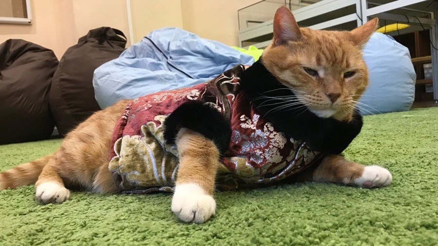 Коту Филимону из Выборгского замка подарили барское пальто ко Дню кошек