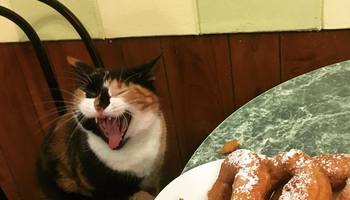 Пять мест, где коты, кажется, подчинили себе всё