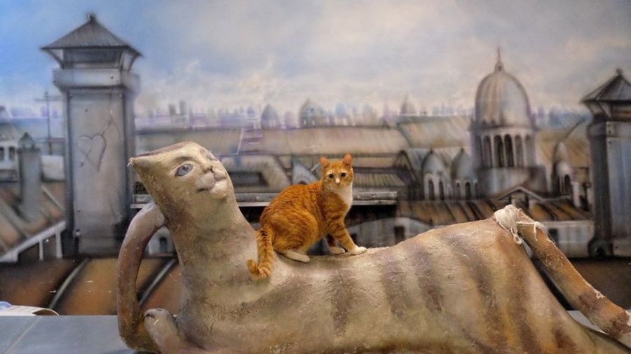 Петербуржцы больше любят кошек, чем собак