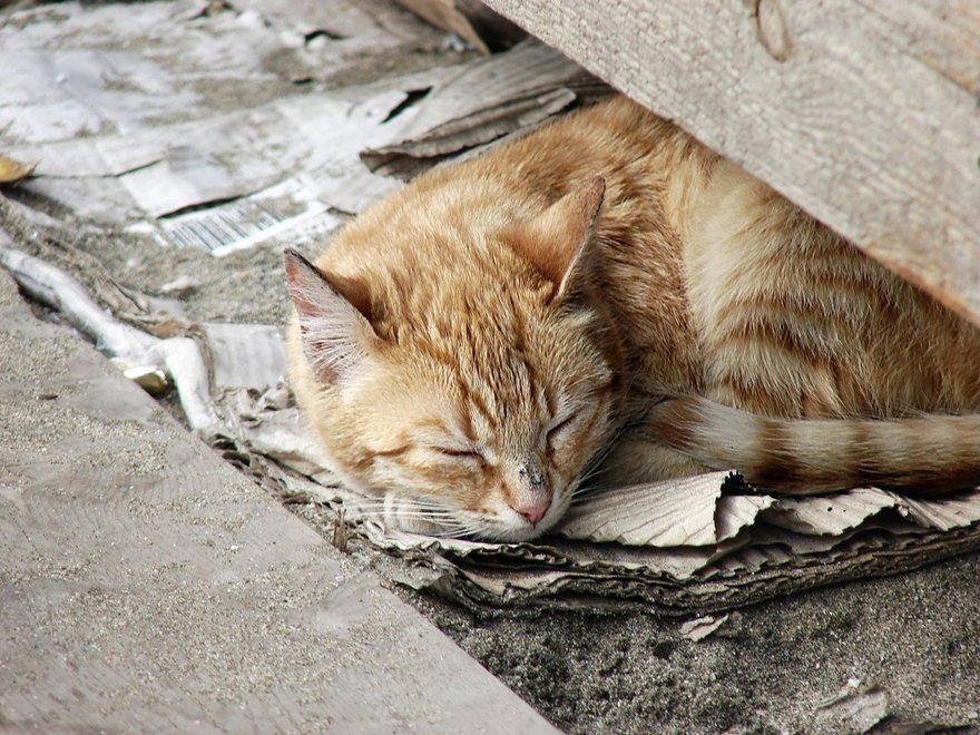 Горожан призывают защитить петербургских котиков от замуровывания в подвалах домов 