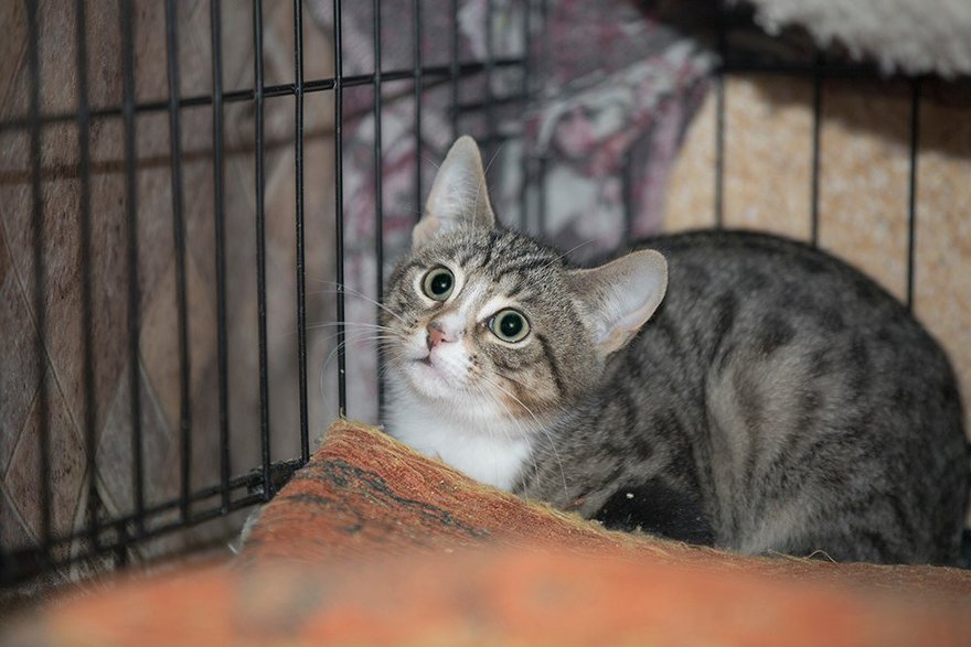 Ради кошек в Петербурге запретят замуровывать подвалы