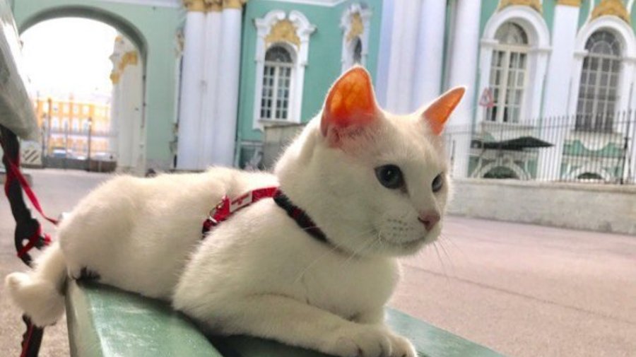 Ахилл