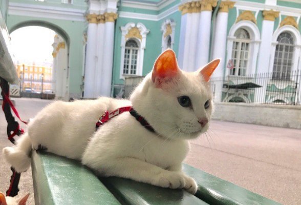 Ахилл
