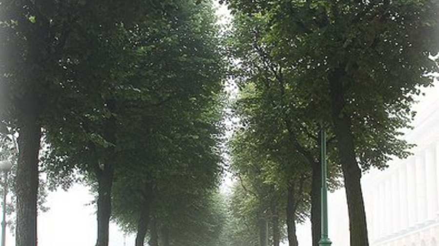 Аллея в виде сердца