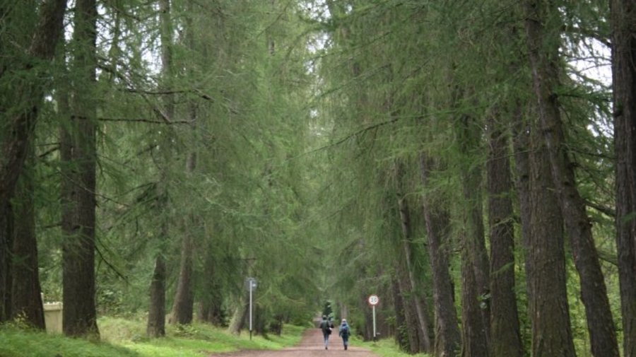 Ржевский лесопарк