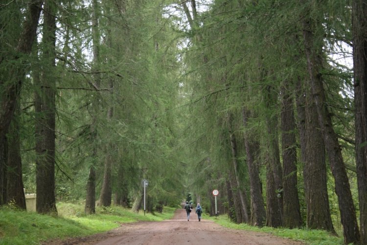 Ржевский лесопарк