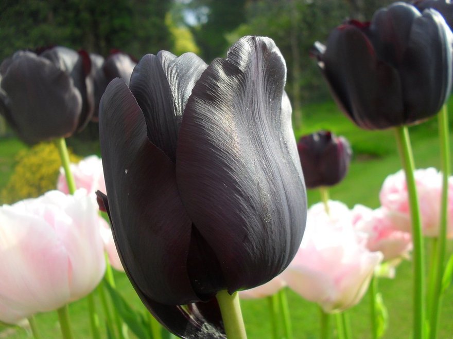 Редкие чёрные тюльпаны расцветут на Елагином острове | Blog Fiesta