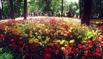 Цветение в Петербурге — самые красивые места