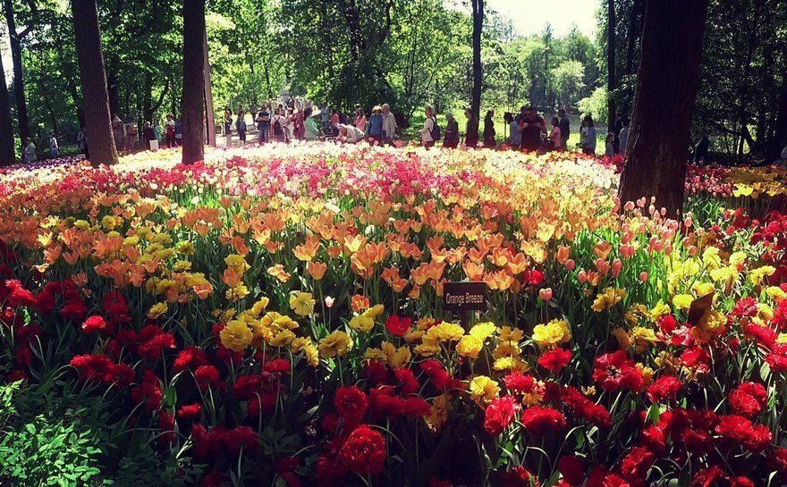 Цветение в Петербурге — самые красивые места