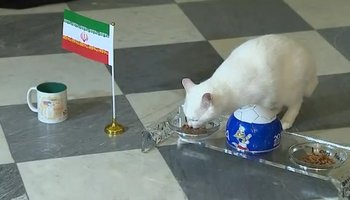 Кот Ахилл сегодня за завтраком предсказал победу Ирану