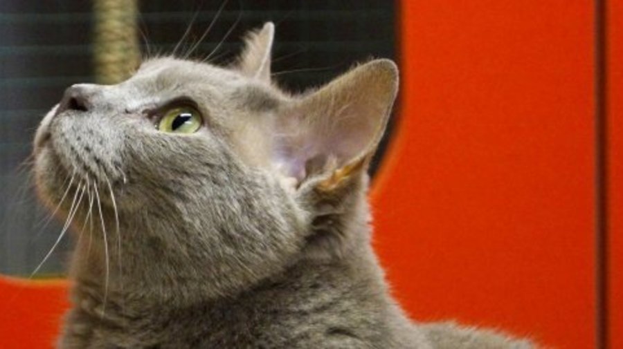  «Котэ»