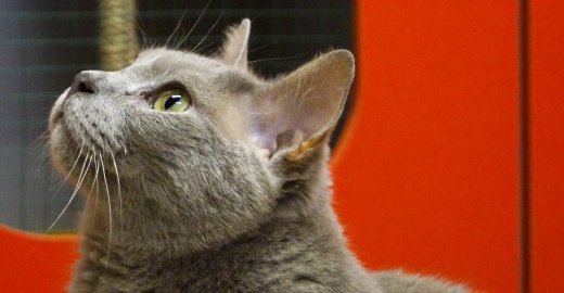 «Котэ»
