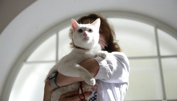Эрмитажный кот-оракул Ахилл сделал предсказание на сегодняшний матч в Петербурге