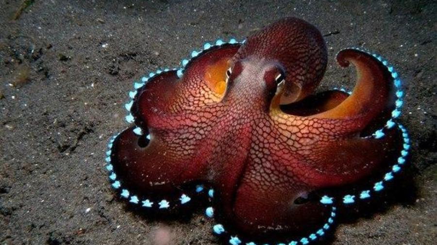 В Sea Life поселились осьминоги