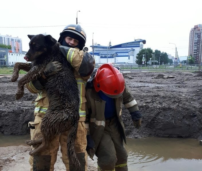Спасение животных ивантеевка. Пожарные спасают людей. Т людей. Бездомные собаки. Спасение животных санкт петербург.