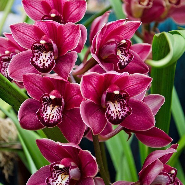 10. Фестиваль орхидей «Экзотическая зима», до 31 марта 