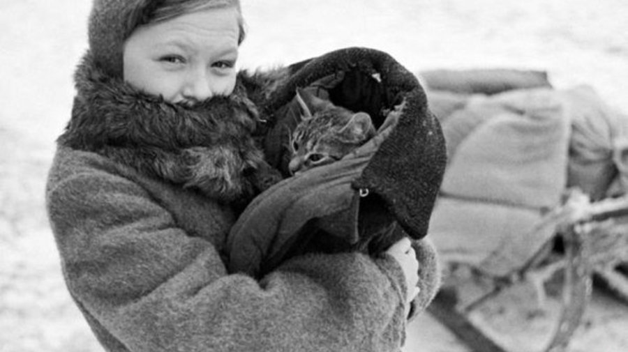 Кинематографисты ищут лучшие истории блокадных котов для нового фильма