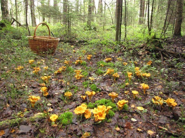 Кузнечное
